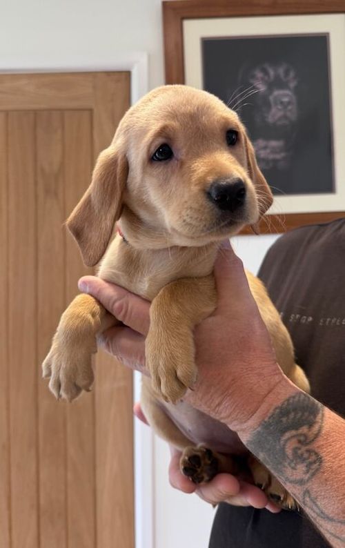 Quality KC Registered Labrador Retriever Puppies for sale in Launceston, Cornwall