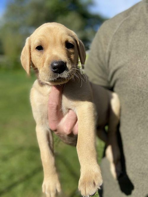 Quality KC Registered Yellow (light/dark) Puppies from Health Tested Parents for sale in Lancaster, Lancashire