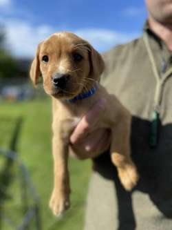 Quality KC Registered Yellow (light/dark) Puppies from Health Tested Parents for sale in Lancaster, Lancashire | Image 2