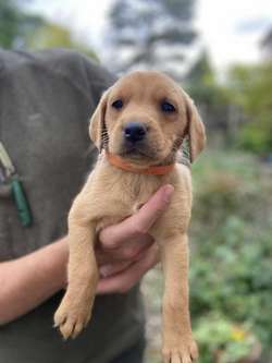 Quality KC Registered Yellow (light/dark) Puppies from Health Tested Parents for sale in Lancaster, Lancashire | Image 3