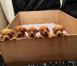 Quality KC Registered Yellow (light/dark) Puppies from Health Tested Parents for sale in Lancaster, Lancashire | Image 4