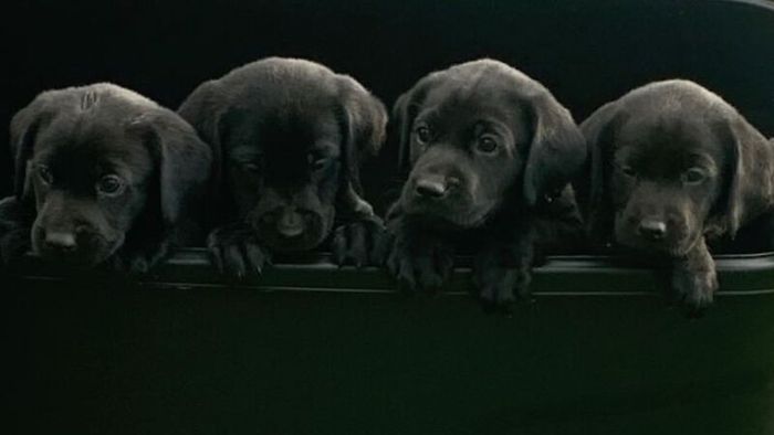 Quality Kennel club registered black Labrador puppies for sale in Trowbridge, Wiltshire