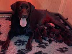 Quality Kennel club registered black Labrador puppies for sale in Trowbridge, Wiltshire | Image 2