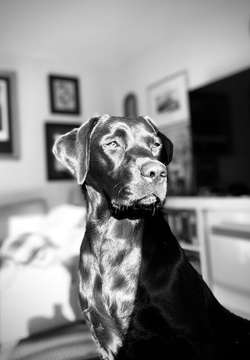 Quality Kennel club registered black Labrador puppies for sale in Trowbridge, Wiltshire | Image 3