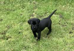 Quality Kennel club registered black Labrador puppies for sale in Trowbridge, Wiltshire | Image 4