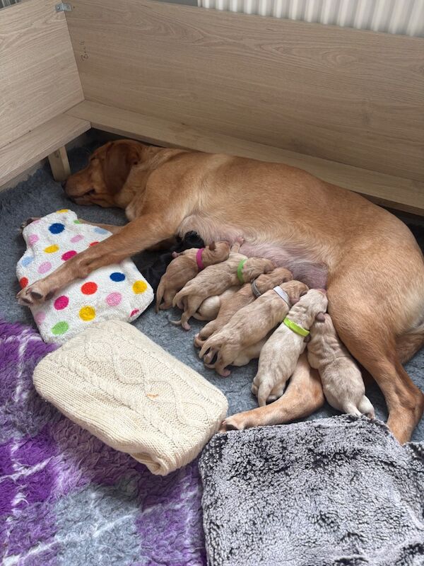 Quality lab pups from excellent working lines.