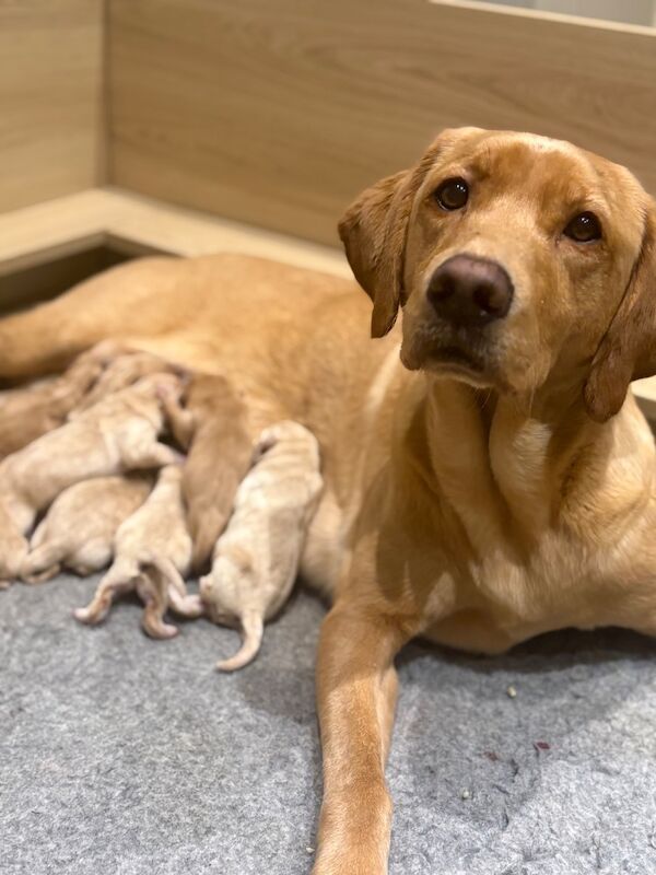 LAST YELLOW GIRL AVAILABLE. Ready to leave 25/4/26