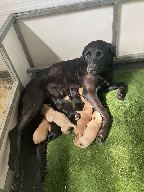 Quality Labrador puppies for sale in Witham, Essex