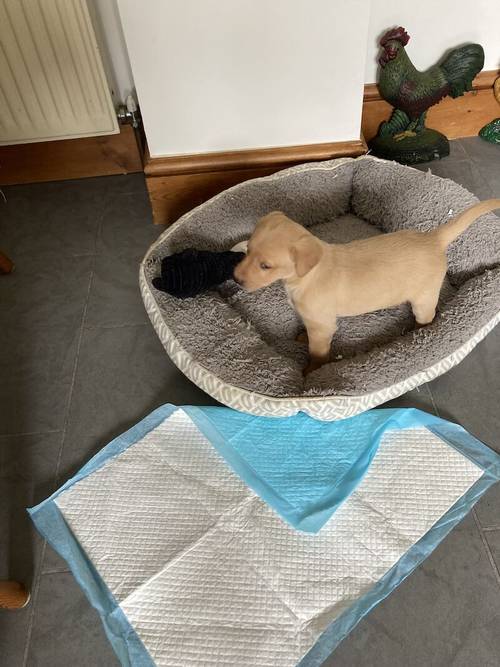 Quality Labrador puppies for sale in Witham, Essex - Image 1