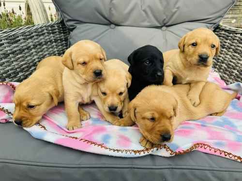 Quality Labrador puppies for sale in Halstead, Essex