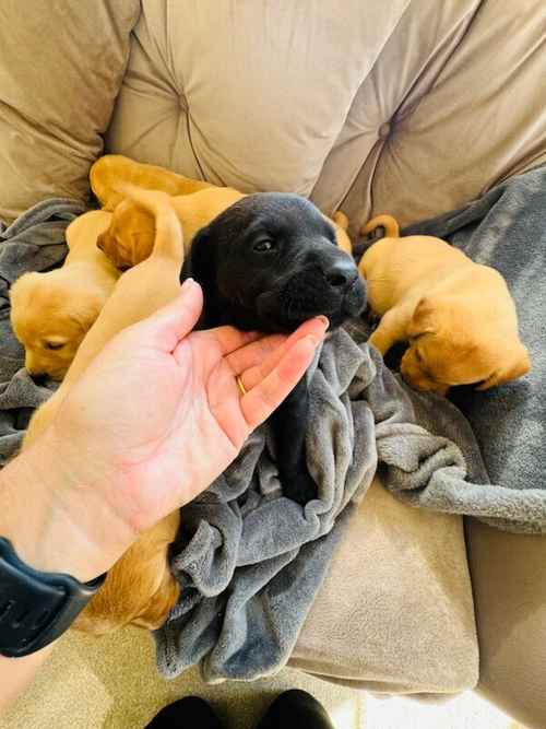 Quality Labrador puppies for sale in Halstead, Essex