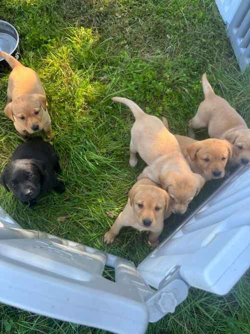 Quality Labrador puppies for sale in Halstead, Essex