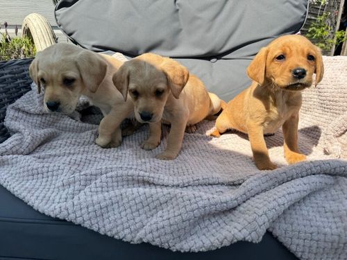 Quality Labrador puppies for sale in Halstead, Essex