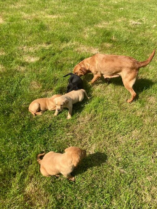Quality Labrador puppies for sale in Halstead, Essex