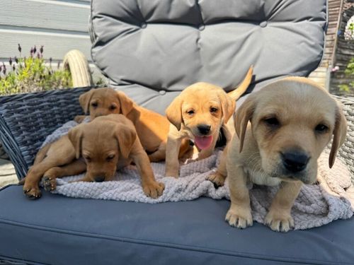 Quality Labrador puppies for sale in Halstead, Essex