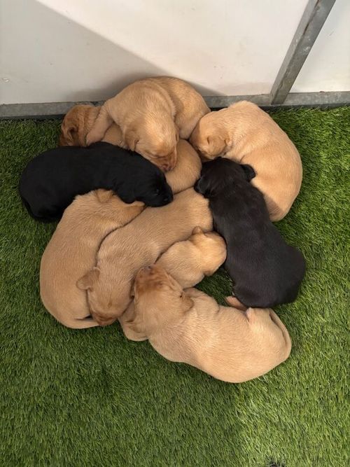 QUALITY LABRADOR PUPPIES for sale in Essex