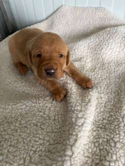 QUALITY LABRADOR PUPPIES for sale in Essex | Image 2