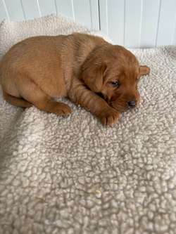 QUALITY LABRADOR PUPPIES for sale in Essex | Image 3