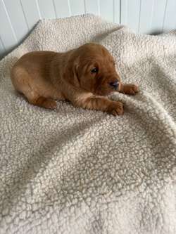 QUALITY LABRADOR PUPPIES for sale in Essex | Image 4