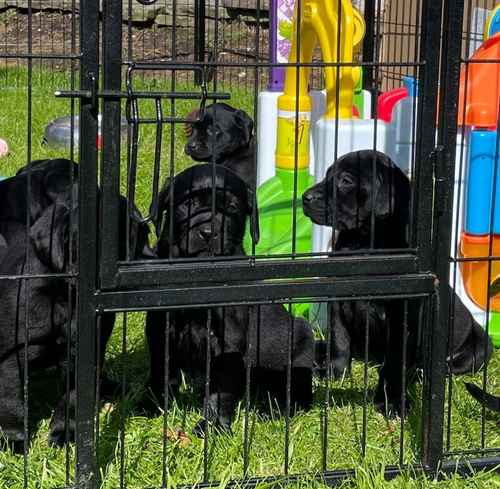 Quality Labrador puppies- Health tested parents for sale in Abergele, Conwy