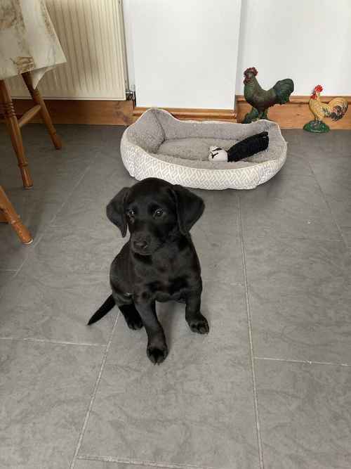 Quality Labrador puppies READY NOW for sale in Witham, Essex