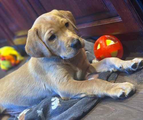 Quality Labrador Puppy for sale in Carlisle, Cumbria