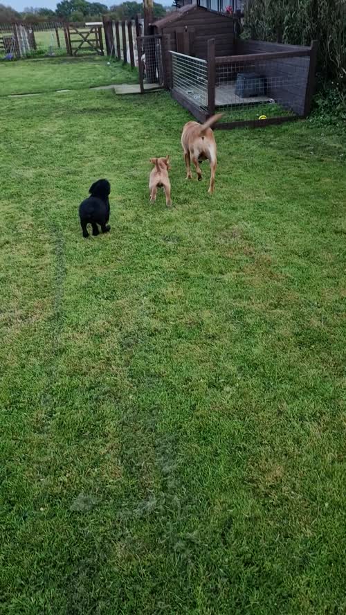 Quality Labrador Puppy for sale in Carlisle, Cumbria