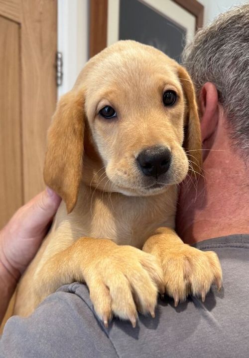 Quality Male Yellow Labrador Retriever Puppy for sale in Launceston, Cornwall