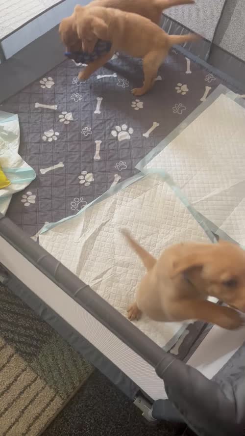 Quality red fox Labradors! for sale in Telford, Shropshire