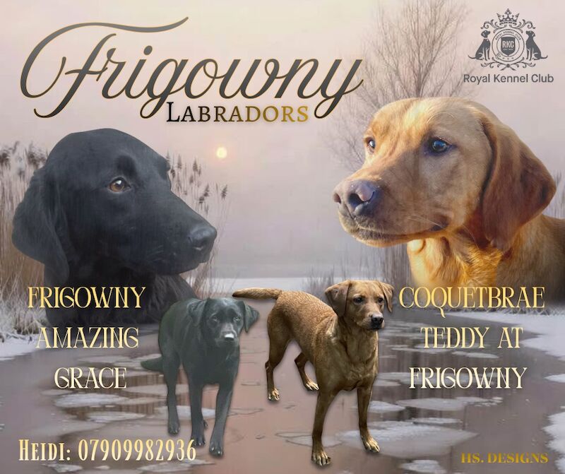 🖤 Quality RKC Reg Labradors 🧡 Ready mid April 🖤