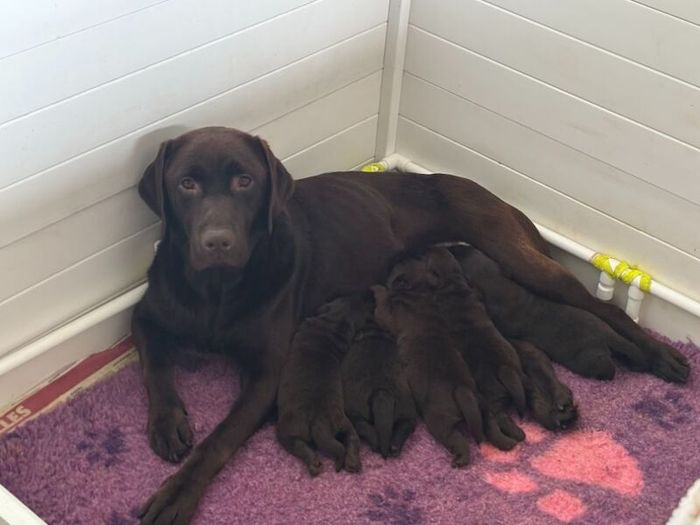 Labrador Retriever puppies for sale in Blackburn, West Lothian – KC registered, 3 weeks old