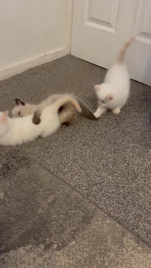 Ragdoll kittens for sale in Leicester, Leicestershire