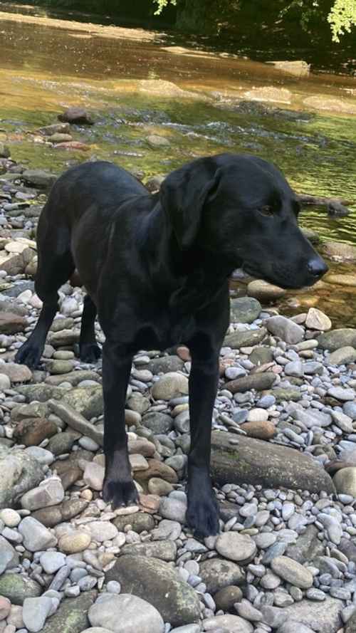 Ranked 3rd Greatest Labrador Breeder in the UK by PupVine. One of the best health tested litters by parentage with 225 CLEAR DNA for sale in Carlisle, Cumbria