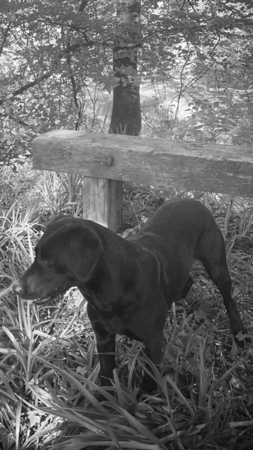 Ranked 3rd Greatest Labrador Breeder in the UK by PupVine. One of the best health tested litters by parentage with 225 CLEAR DNA for sale in Carlisle, Cumbria - Image 3