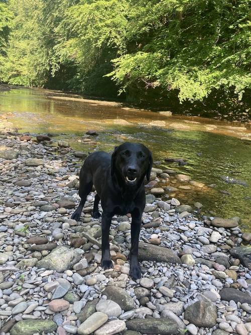 Ranked 3rd Greatest Labrador Breeder in the UK by PupVine. One of the best health tested litters by parentage with 225 CLEAR DNA for sale in Carlisle, Cumbria - Image 4