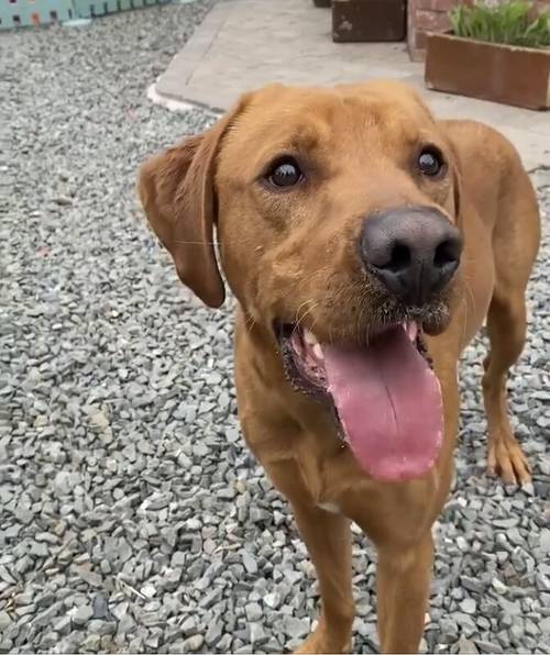 Ranked 3rd Greatest Labrador Breeder in the UK by PupVine. One of the best health tested litters by parentage with 225 CLEAR DNA for sale in Carlisle, Cumbria - Image 8