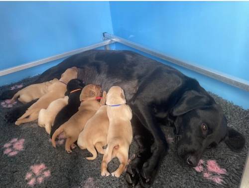 Ranked 3rd Greatest Labrador Breeder in the UK by PupVine. One of the best health tested litters by parentage with 225 CLEAR DNA for sale in Carlisle, Cumbria - Image 11