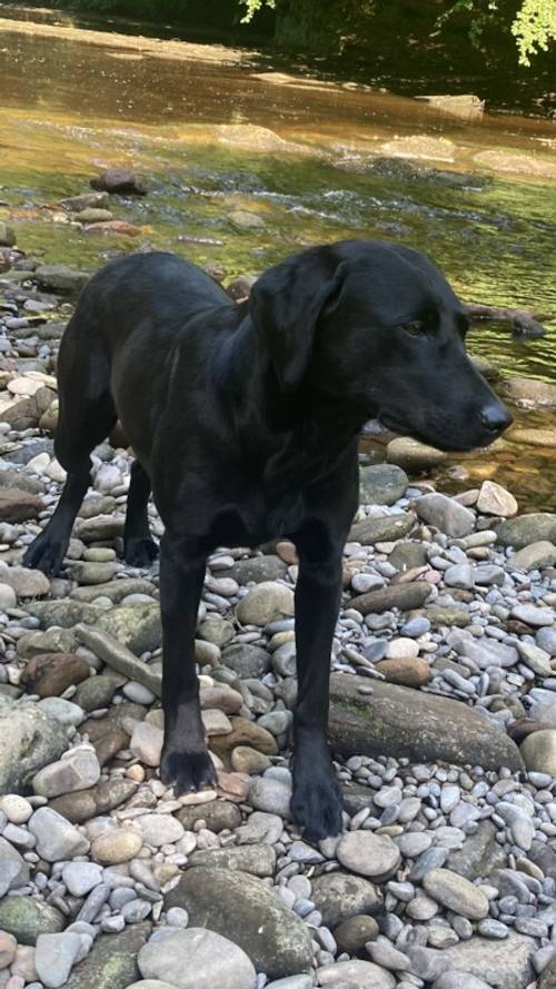 Ranked 3rd Greatest Labrador Breeder in UK by PupVine. Some of the best Health Tested Puppies by parentage with 225 CLEAR DNA tested conditions for sale in Carlisle, Cumbria - Image 2