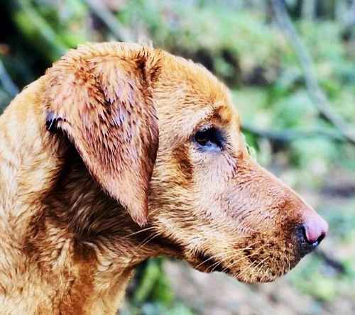 Ranked 3rd Greatest Labrador Breeder in UK by PupVine. Some of the best Health Tested Puppies by parentage with 225 CLEAR DNA tested conditions for sale in Carlisle, Cumbria