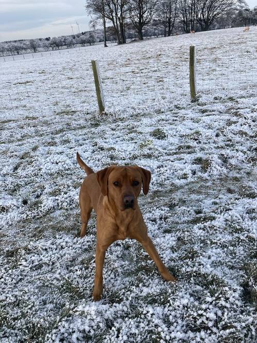 Ranked 3rd Greatest Labrador Breeder in UK by PupVine. Some of the best Health Tested Puppies by parentage with 225 CLEAR DNA tested conditions for sale in Carlisle, Cumbria - Image 5