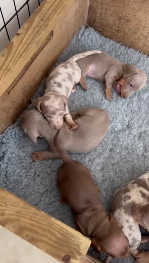 RARE RARE lilac dapple puppies PRA clear and top pedigree for sale in Lingfield, Surrey