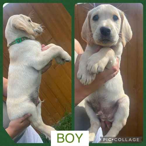 READY! KC Labrador Pups FTCH lines (DNA, EYE,HIP/ELBOW) for sale in Wisbech, Cambridgeshire