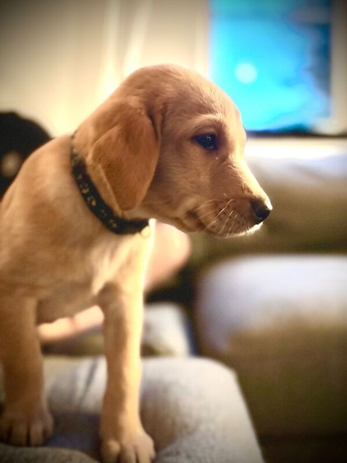Labrador Retriever puppies for sale in Norfolk – KC registered, 7 weeks old