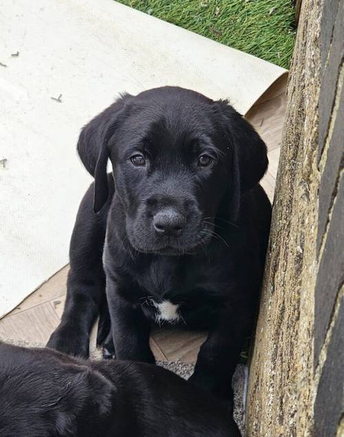 **READY NOW black Labrador puppies** for sale in Cambridgeshire - Image 11