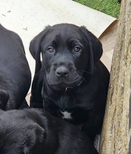 **READY NOW black Labrador puppies** for sale in Cambridgeshire - Image 12