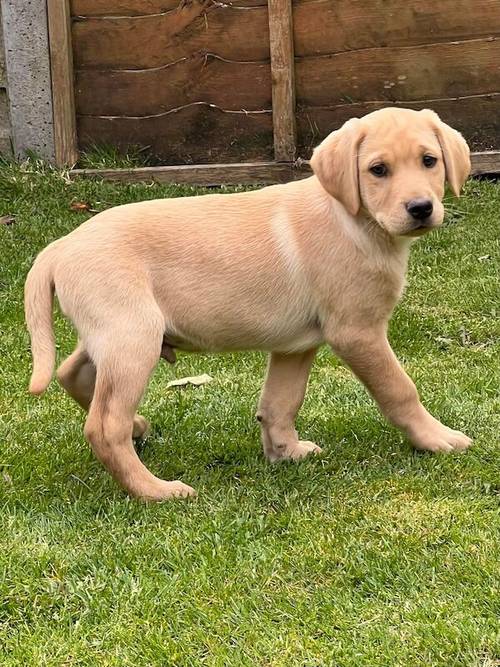 TOP QUALITY EXTENSIVELY HEALTH TESTED FOX RED MALE CHAMPION LINES for sale in Petworth, West Sussex - Image 3