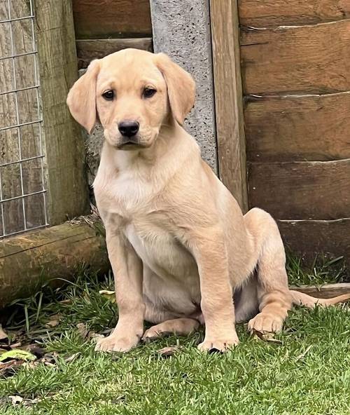 TOP QUALITY EXTENSIVELY HEALTH TESTED FOX RED MALE CHAMPION LINES for sale in Petworth, West Sussex - Image 4