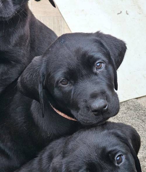 Ready now chunky black Labrador puppies for sale in Cambridge, Cambridgeshire - Image 12