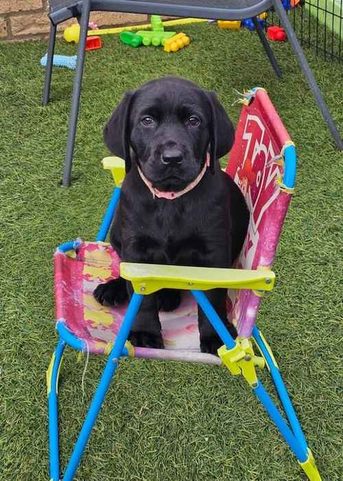 **READY NOW black Labrador puppies** for sale in Cambridgeshire