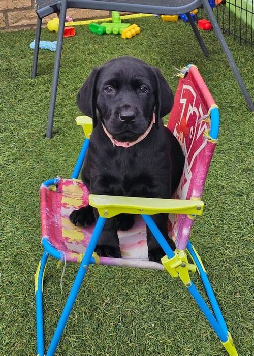 **READY NOW black Labrador puppies** for sale in Cambridgeshire - Image 1